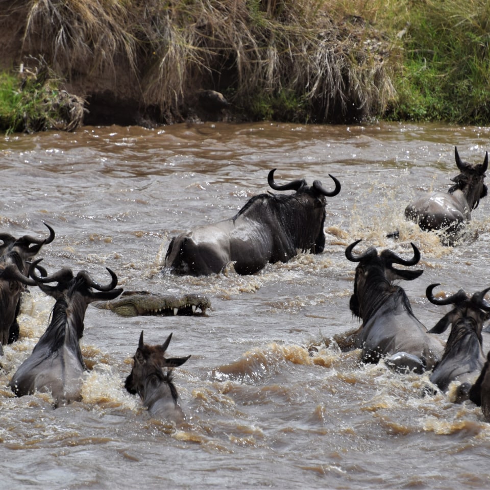 Kenias Nationalparks & Strand
